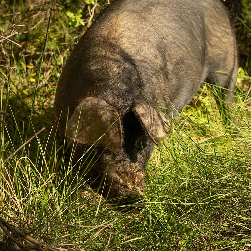 Élevage de Cochons noirs de Provence