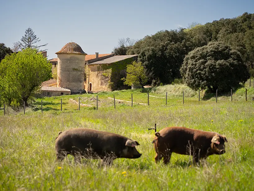 Élevage de cochons noirs en Provence.