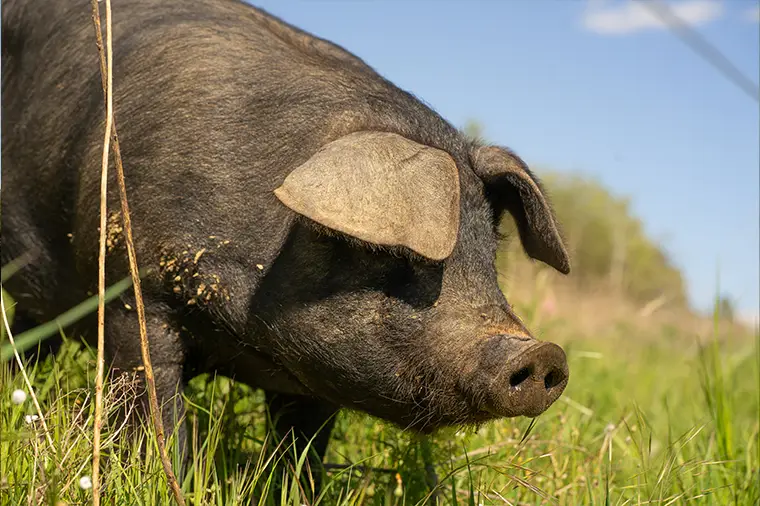 Cochons noirs de provence